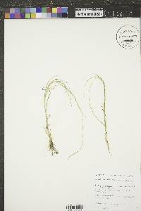 Muhlenbergia cuspidata image