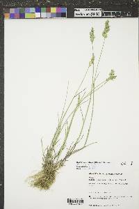 Poa nemoralis subsp. interior image