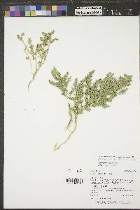 Stutzia dioica image