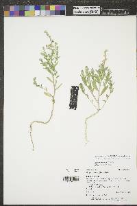 Stutzia dioica image