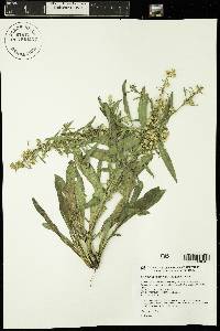 Solidago pallida image