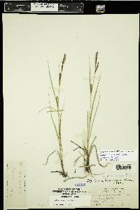 Carex lasiocarpa image