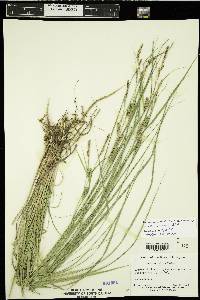 Carex lasiocarpa image