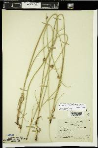 Schoenoplectus americanus image