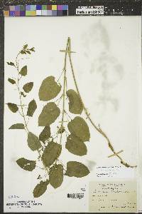 Smilax herbacea image