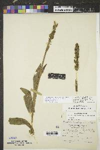 Platanthera hyperborea image