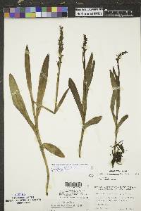 Platanthera hyperborea image