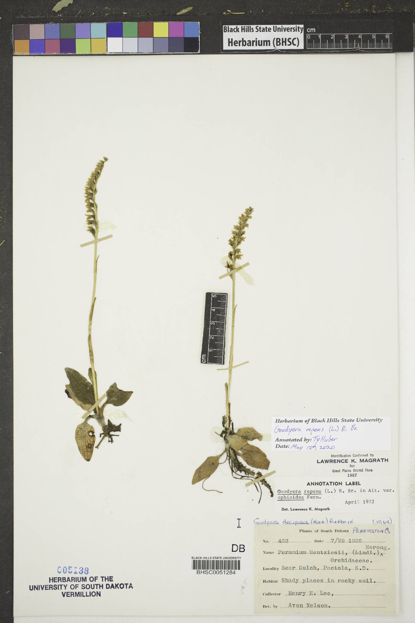 Goodyera repens image