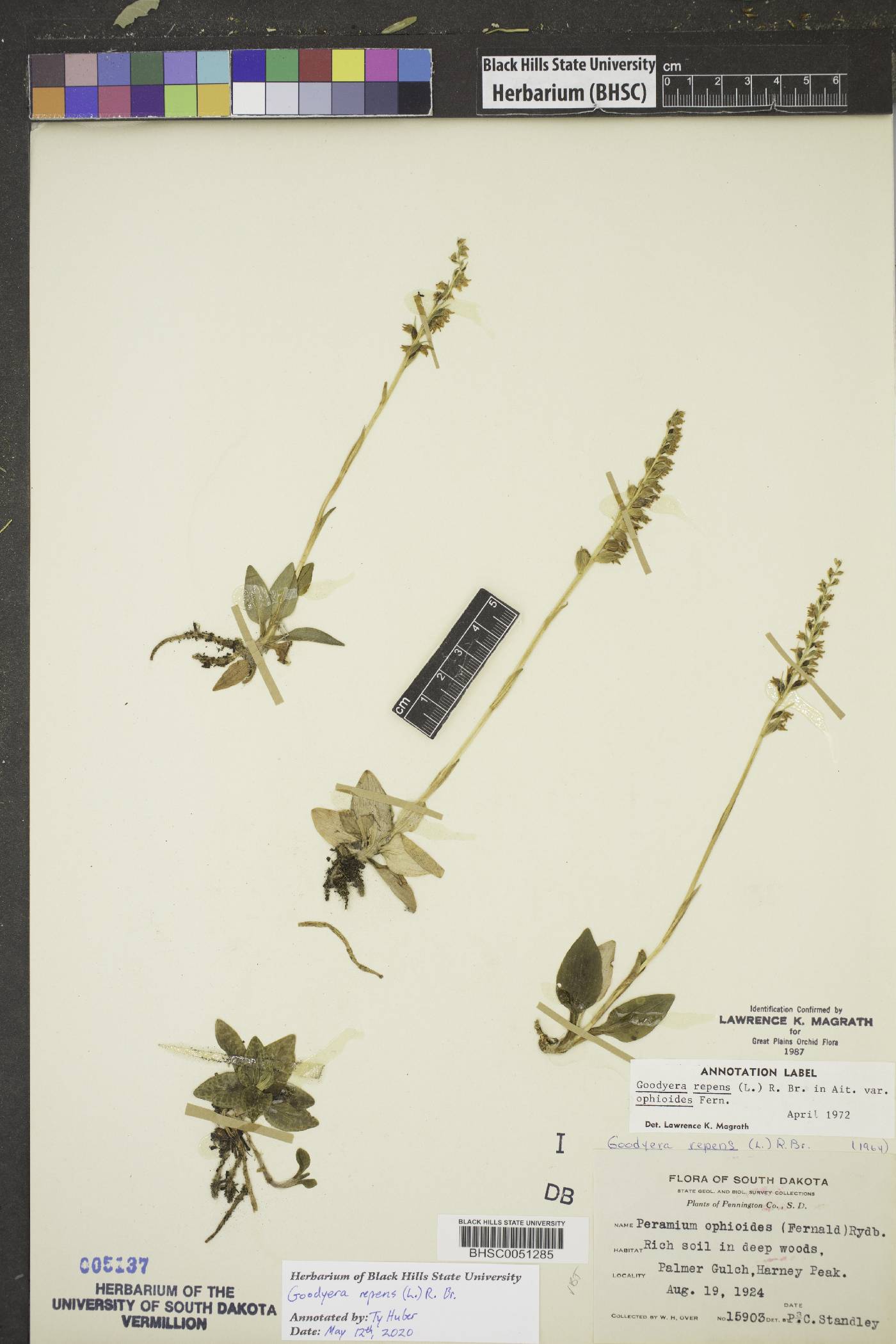 Goodyera repens image