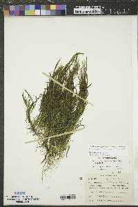 Potamogeton foliosus subsp. foliosus image