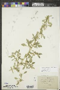 Amaranthus albus image