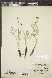 Lomatium orientale image