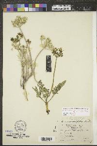 Lomatium foeniculaceum subsp. daucifolium image