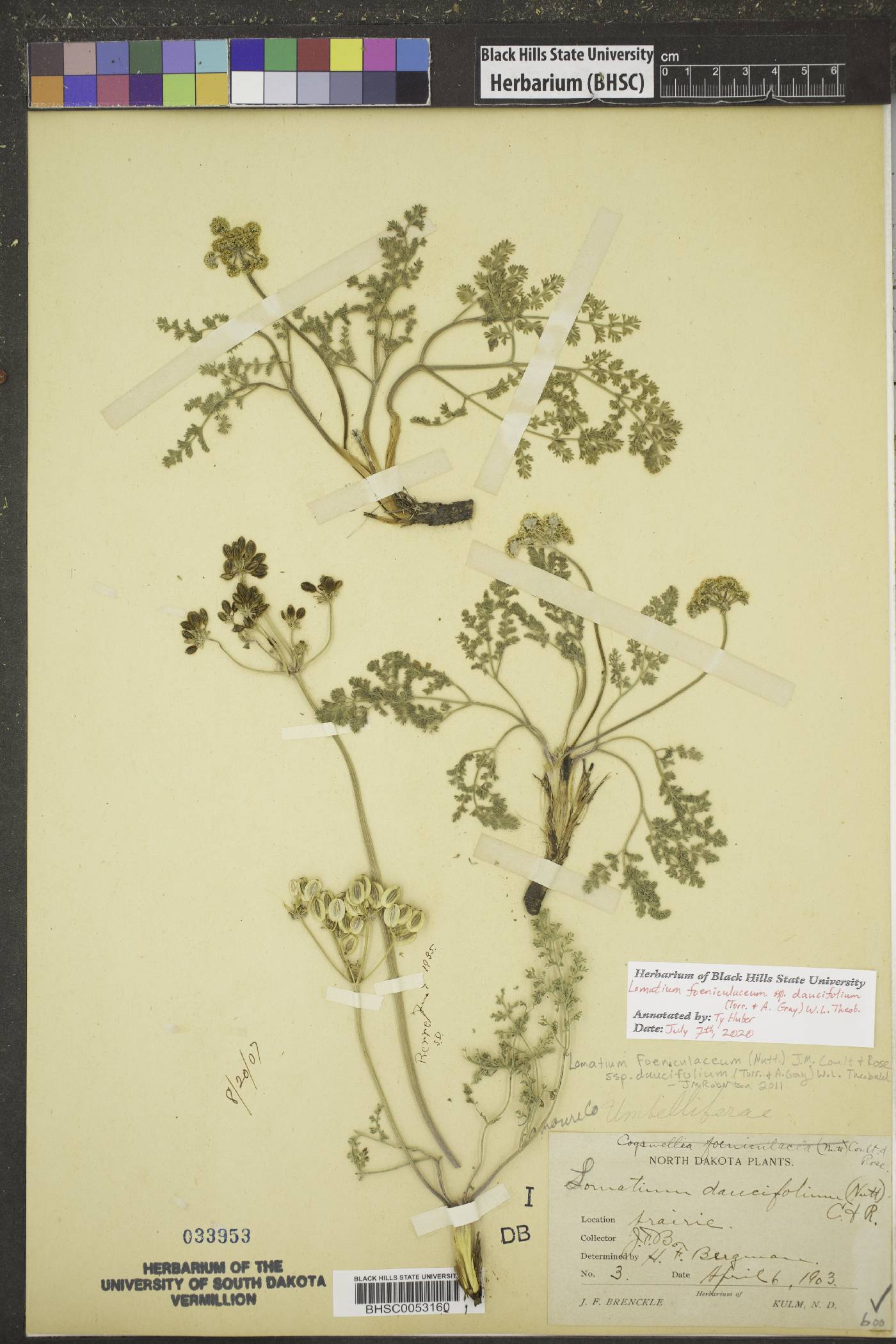 Lomatium foeniculaceum subsp. daucifolium image