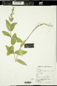 Stachys pilosa image