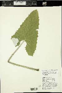 Petasites frigidus var. sagittatus image