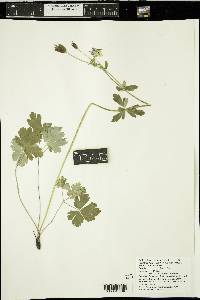 Aquilegia brevistyla image