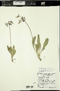 Primula pauciflora image