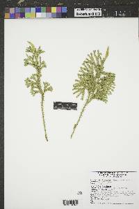 Dendrolycopodium dendroideum image