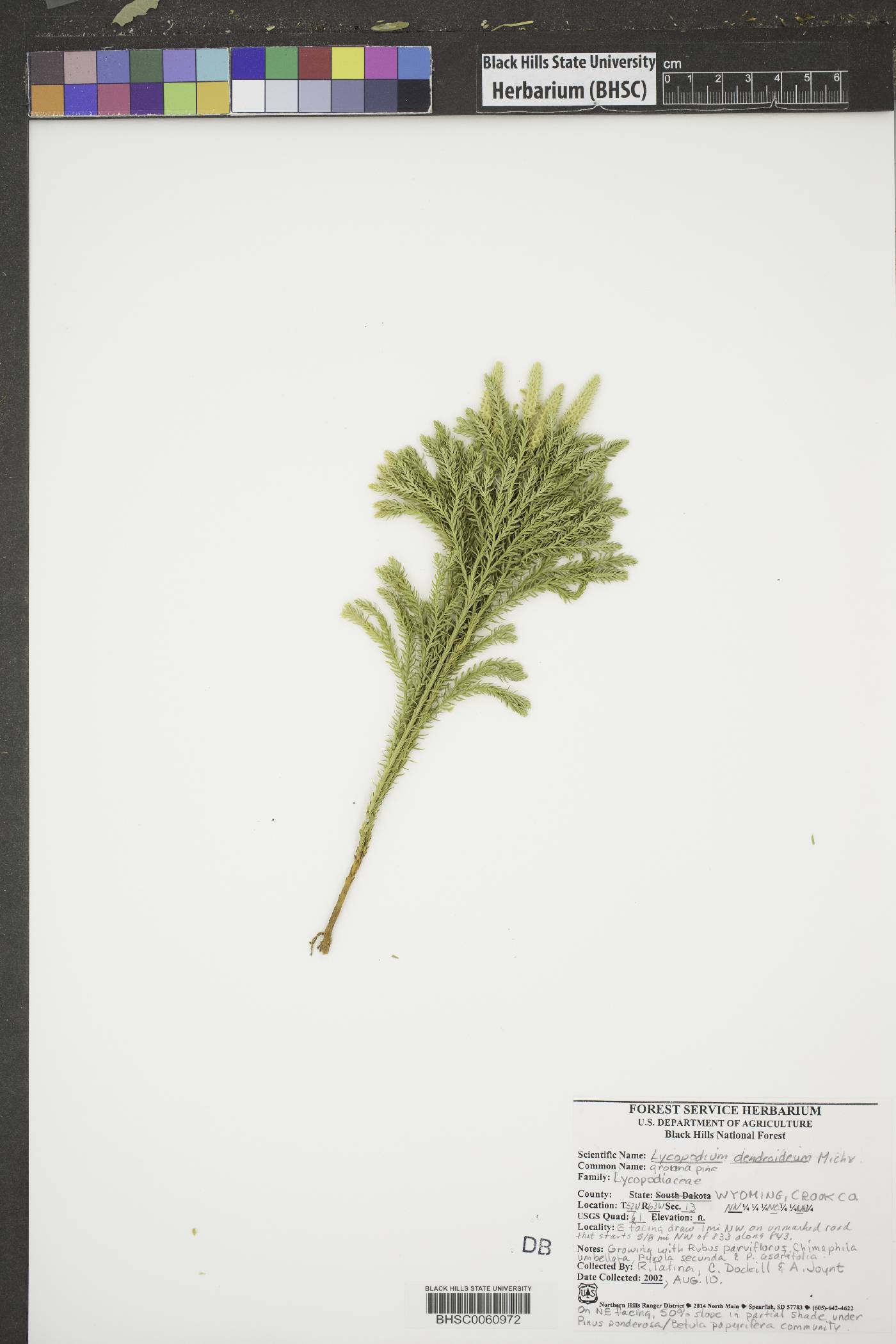 Dendrolycopodium dendroideum image