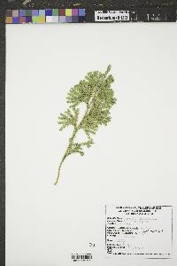 Dendrolycopodium dendroideum image