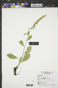 Solidago speciosa image