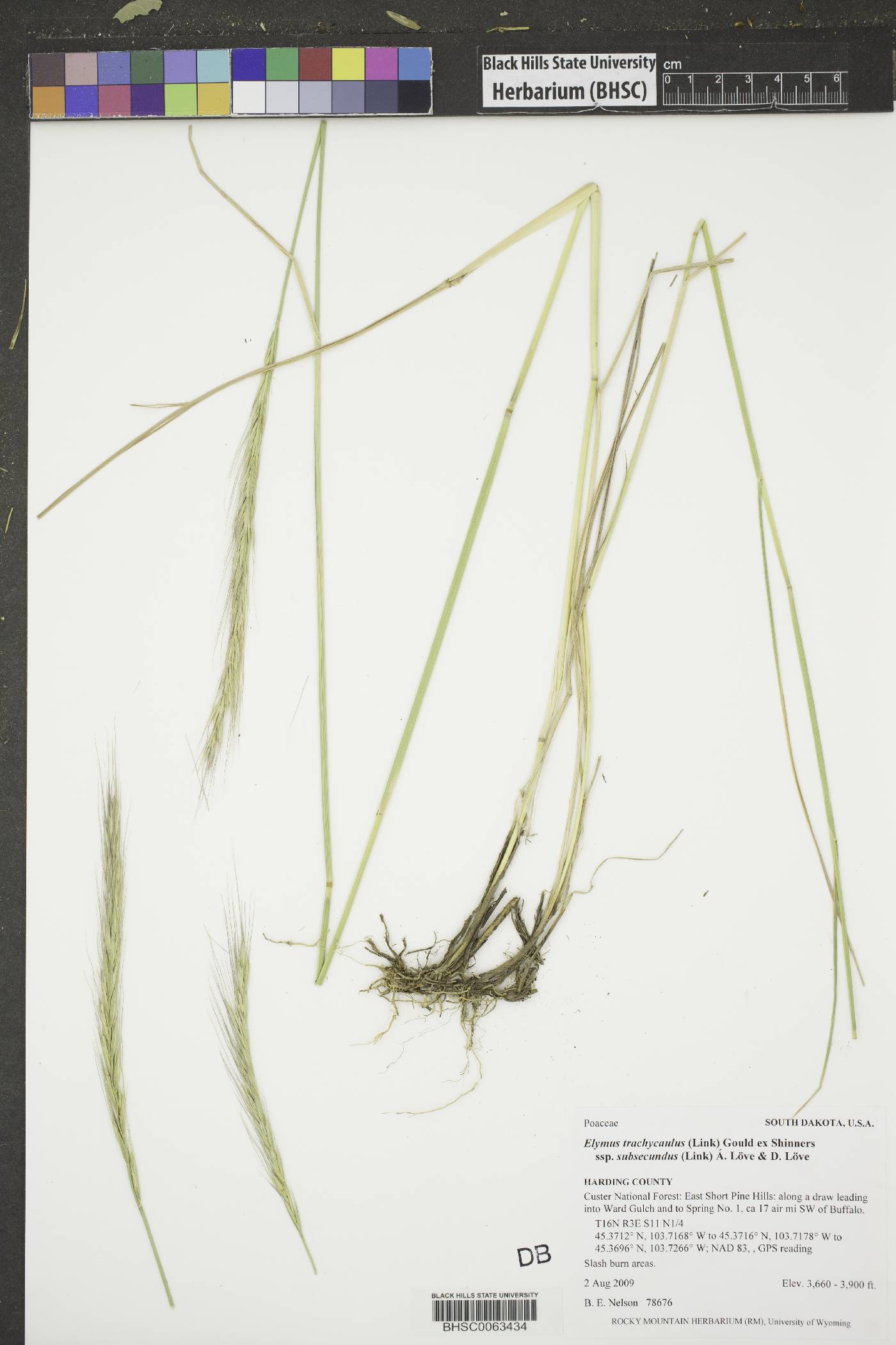 Elymus trachycaulus subsp. subsecundus image