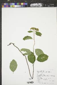 Spiraea betulifolia var. lucida image