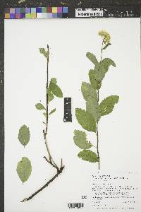 Spiraea betulifolia image