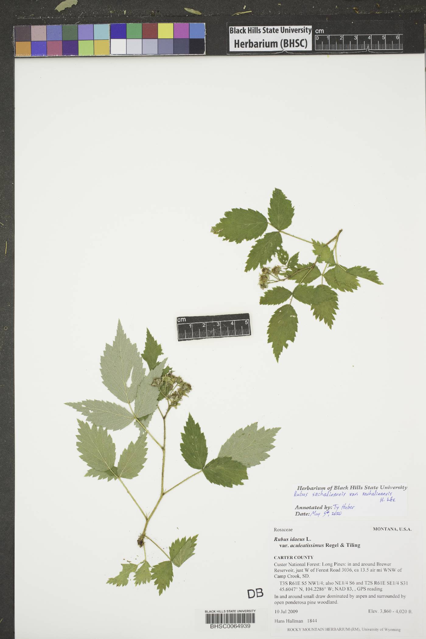 Rubus idaeus subsp. melanolasius image