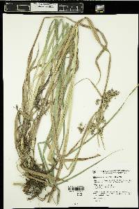 Scirpus microcarpus image