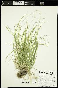 Carex deweyana image