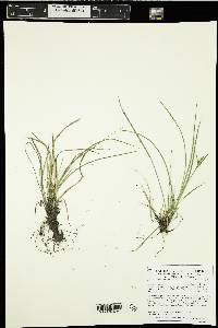 Carex peckii image