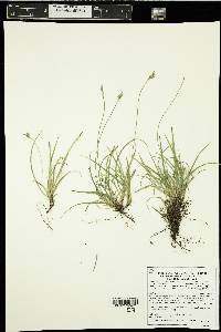 Carex peckii image