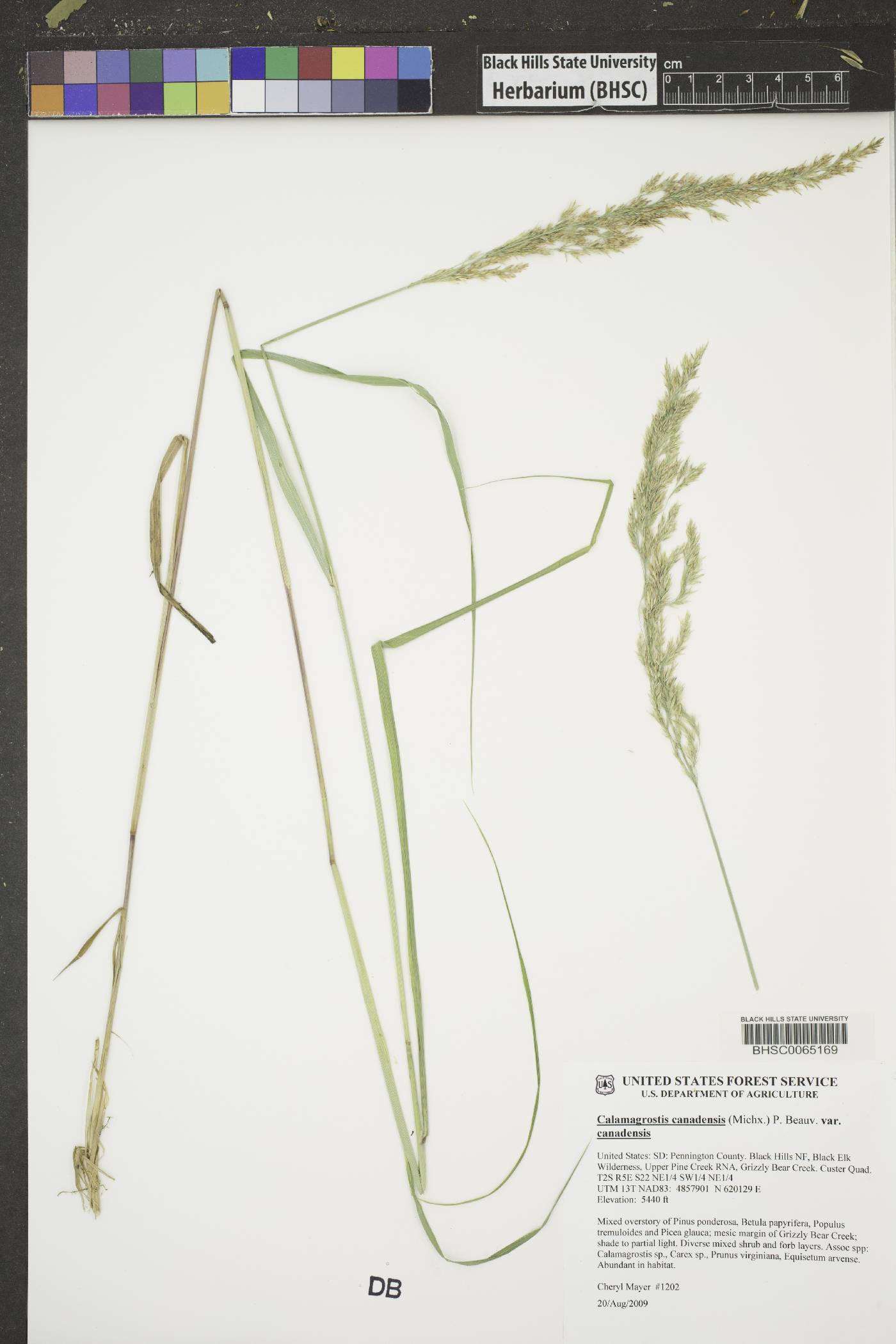 Calamagrostis canadensis var. canadensis image