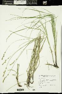 Carex siccata image