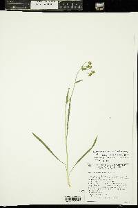 Bupleurum americanum image