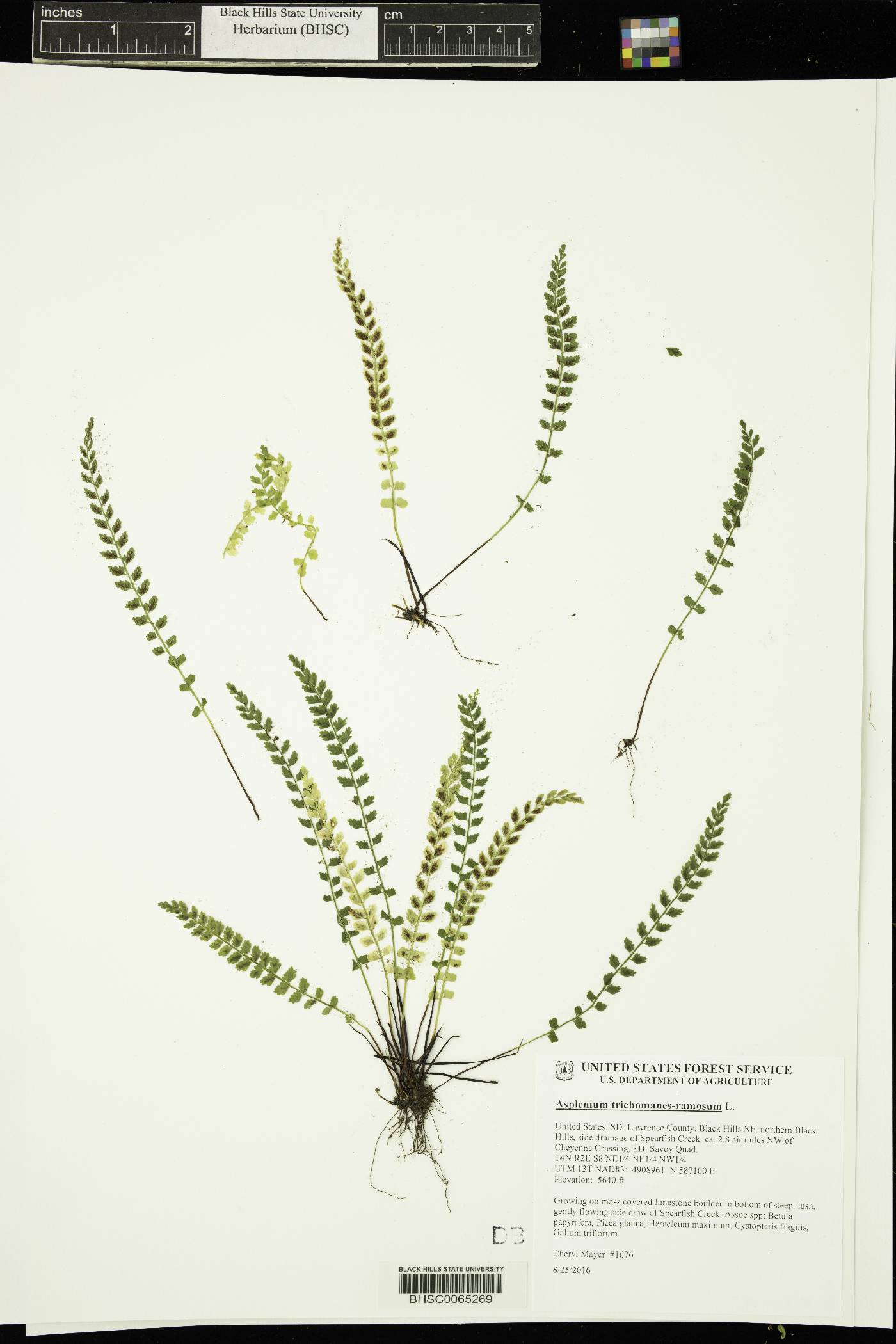 Asplenium trichomanes-ramosum image