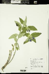 Gentiana andrewsii image