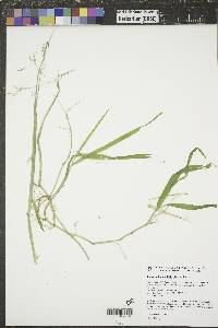 Torreyochloa pallida image