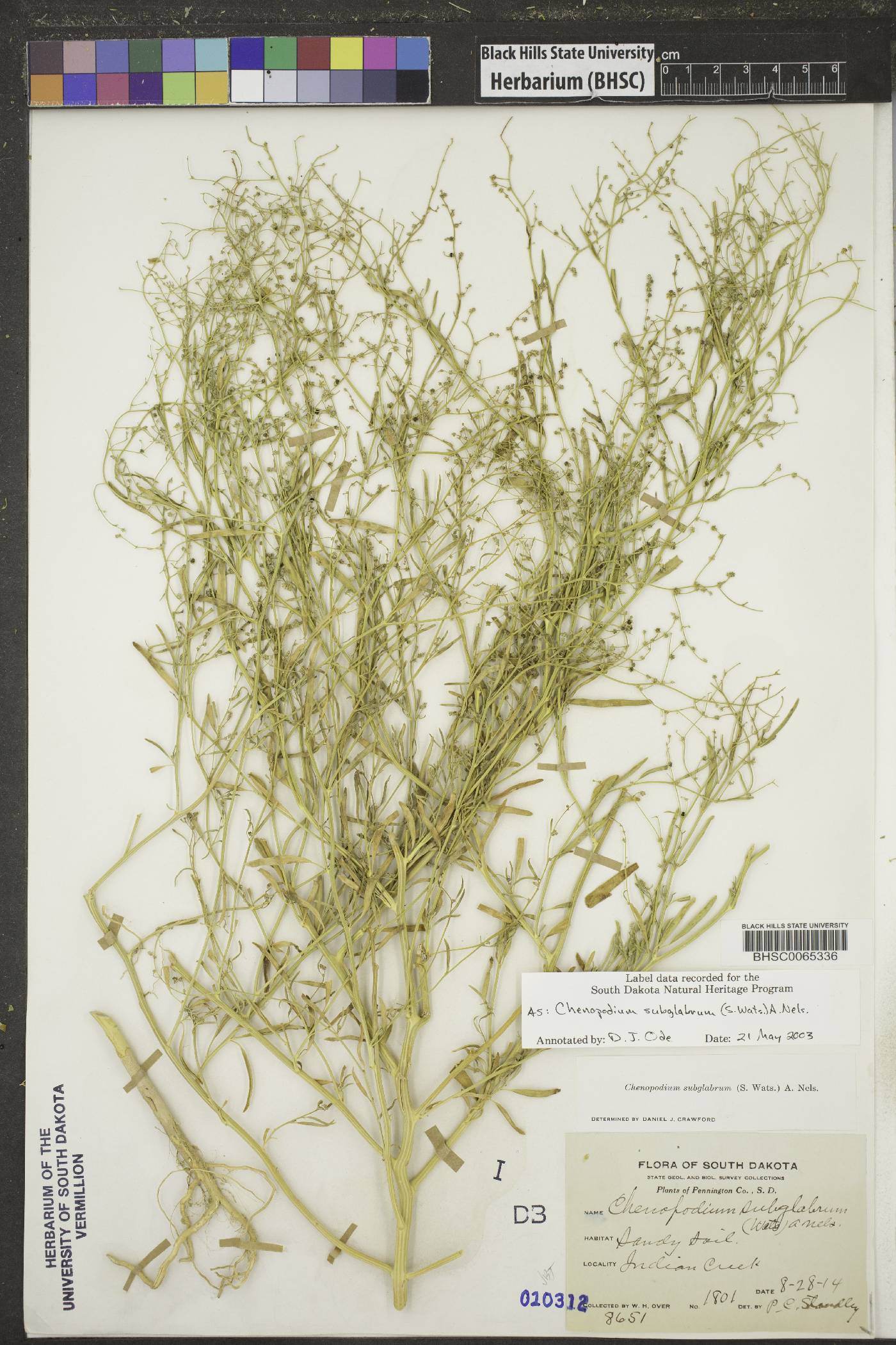 Chenopodium subglabrum image