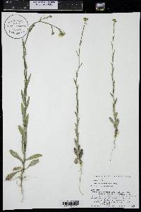 Camelina microcarpa image