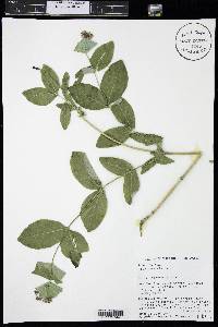 Lonicera dioica image