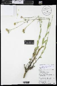 Silene vulgaris image