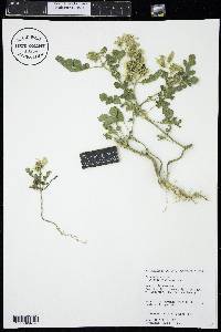 Solanum rostratum image