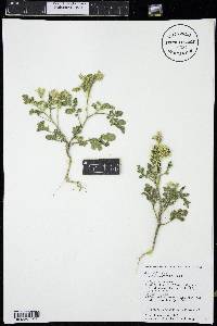 Solanum rostratum image