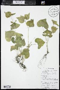 Viola canadensis var. rugulosa image