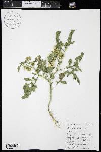 Solanum rostratum image