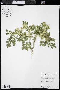 Solanum rostratum image