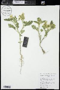 Solanum rostratum image